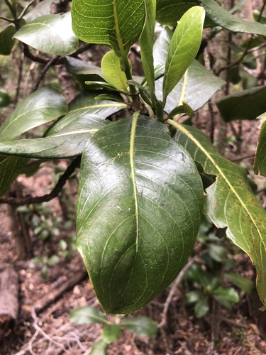 Psychotria mauiensis observed 2022-02-15