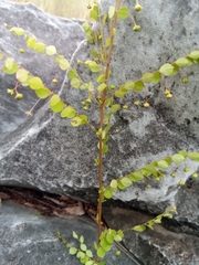 Phyllanthus nummulariifolius