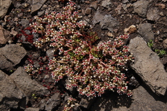 Crassula peploides
