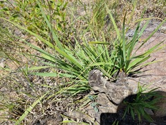 Xerophyta retinervis