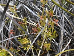 Xanthosia