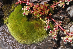 Imbribryum