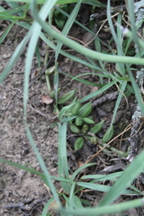 Curio radicans