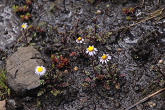 Afroaster erucifolius