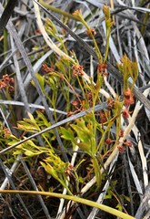Xanthosia