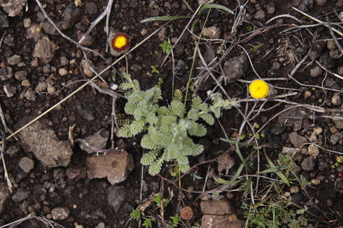 Cotula socialis, photograph 3