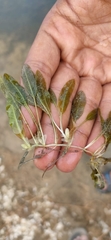 Halophila