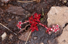 Crassula peploides