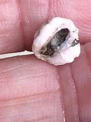 Ceroplastes floridensis