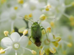 Heteroptera