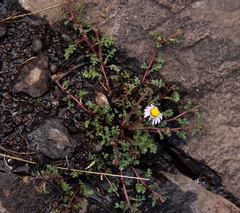 Afroaster erucifolius