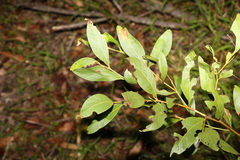 Acacia penninervis