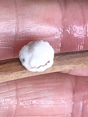 Ceroplastes floridensis