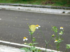 Eurema brigitta