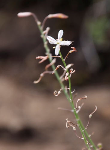 Image of Trachyandra saltii by (c) Tony Rebelo, some rights reserved (CC BY-SA)