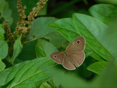 Ypthima philomela