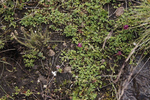 Image of Wild Clover (Trifolium burchellianum) by (c) Tony Rebelo, some rights reserved (CC BY-SA)