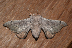 Cicinnus melsheimeri