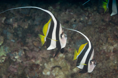 Heniochus diphreutes