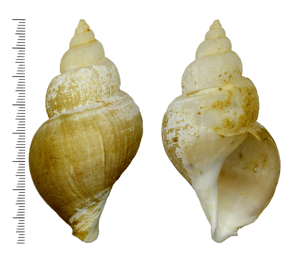 Volutopsiinae
