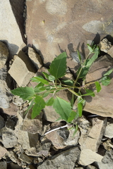 Atriplex gmelinii