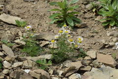Tripleurospermum tetragonospermum