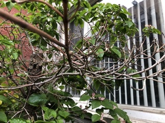 Ceroplastes floridensis