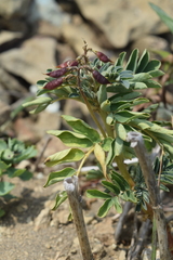 Astragalus japonicus
