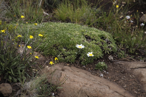Image of Mountain Gerbera (Roessleria armerioides) by (c) Tony Rebelo, some rights reserved (CC BY-SA)