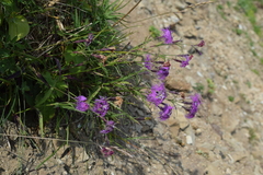 Dianthus superbus