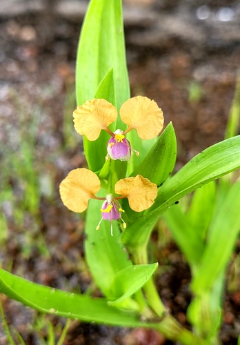 Commelina pseudopurpurea