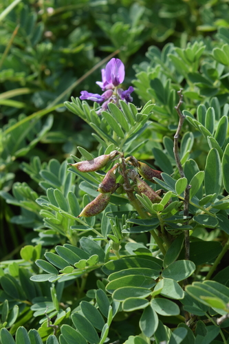 Astragalus japonicus iNat (1)