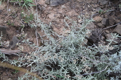 Helichrysum rosum