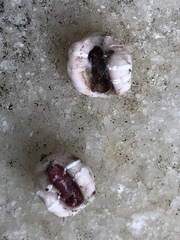 Ceroplastes floridensis