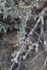 Helichrysum rosum