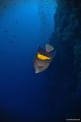 Pomacanthus maculosus