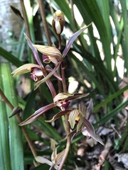 Cymbidium sinense