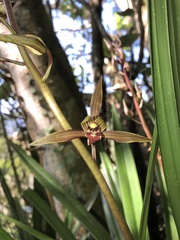 Cymbidium sinense