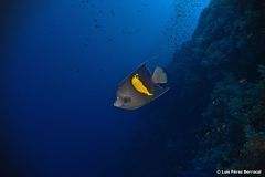 Pomacanthus maculosus