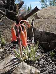 Cotyledon orbiculata oblonga