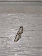 Eupithecia zelmira