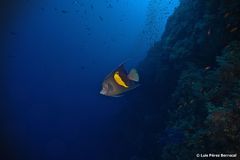 Pomacanthus maculosus