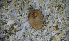 Pilosabia trigona
