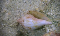 Maculastrombus maculatus