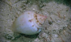 Maculastrombus maculatus