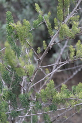 Asparagus mucronatus