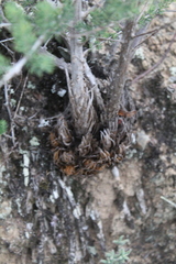 Asparagus mucronatus