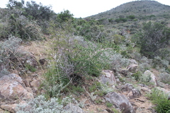 Asparagus mucronatus