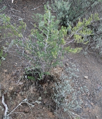 Asparagus mucronatus