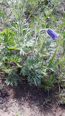 Pulsatilla ambigua